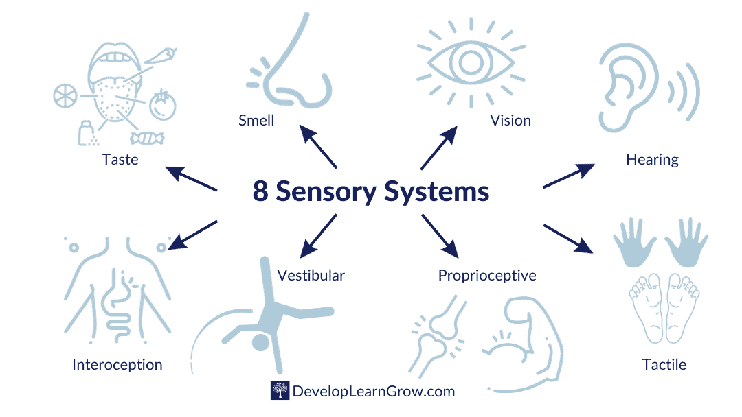 Sense of Taste, Sense of Smell, Visual System, Auditory System, Interoception, Vestibular System, Proprioceptive System, Tactile System